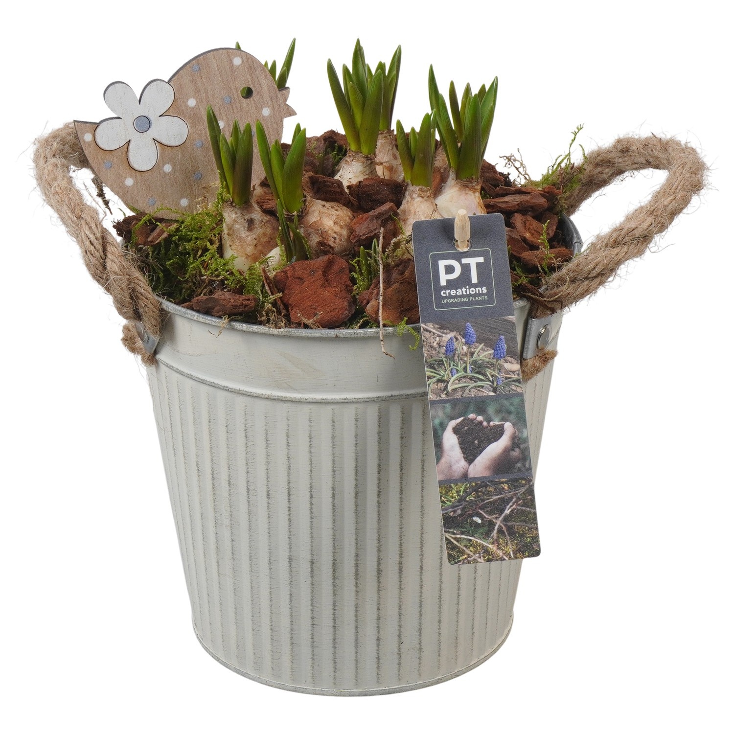 PTMB6171 Arrangement Muscari Blue in zink sierpot, D 16