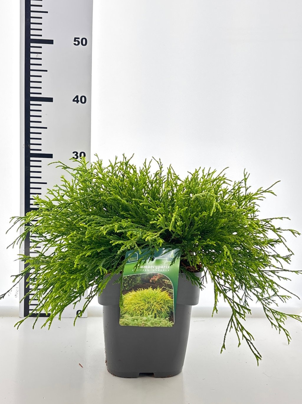 Chamaecyparis p. 'Sungold', D 19