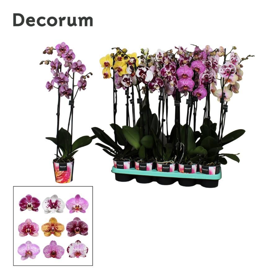 Phalaenopsis 2 tak Decorum Taiwan mix, D 12