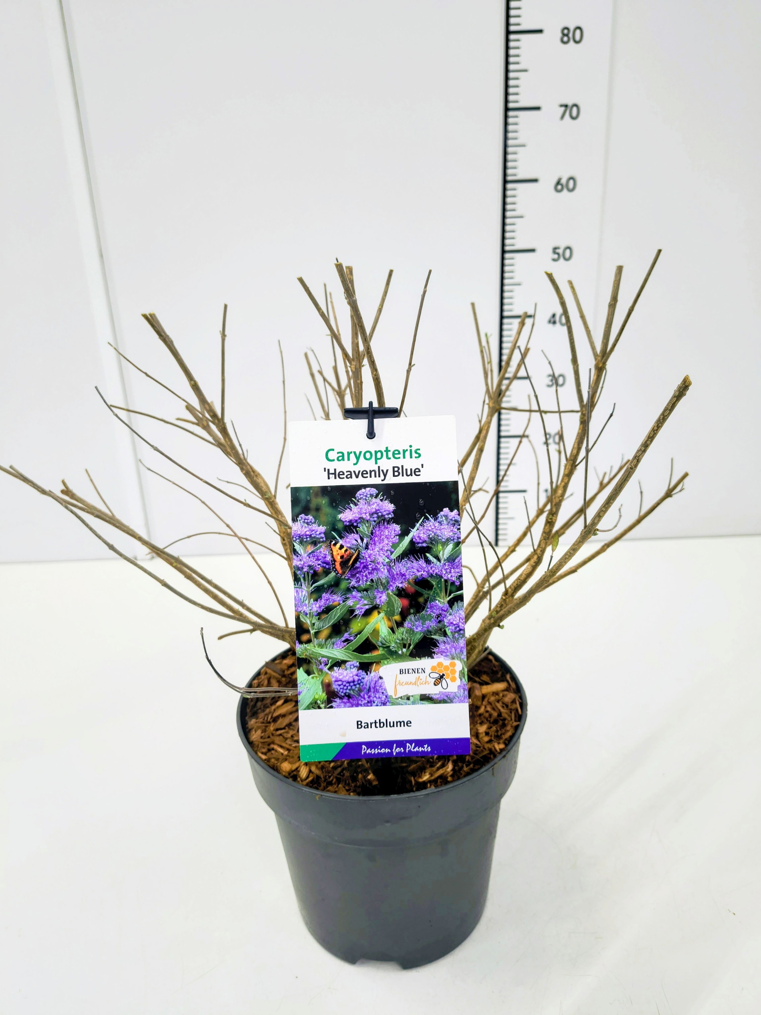 Caryopteris cland. 'Heavenly Blue' C5, D 23