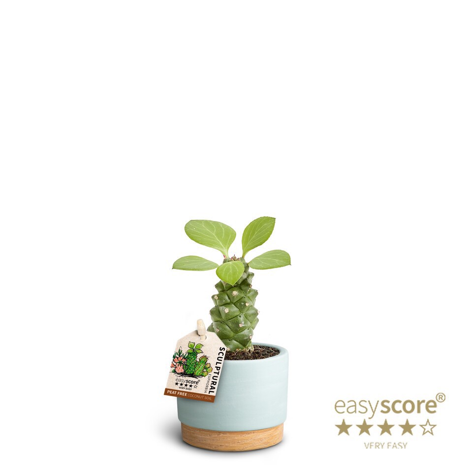 EUPHORBIA RITCHIEI 40617587 WB Sky, D 7