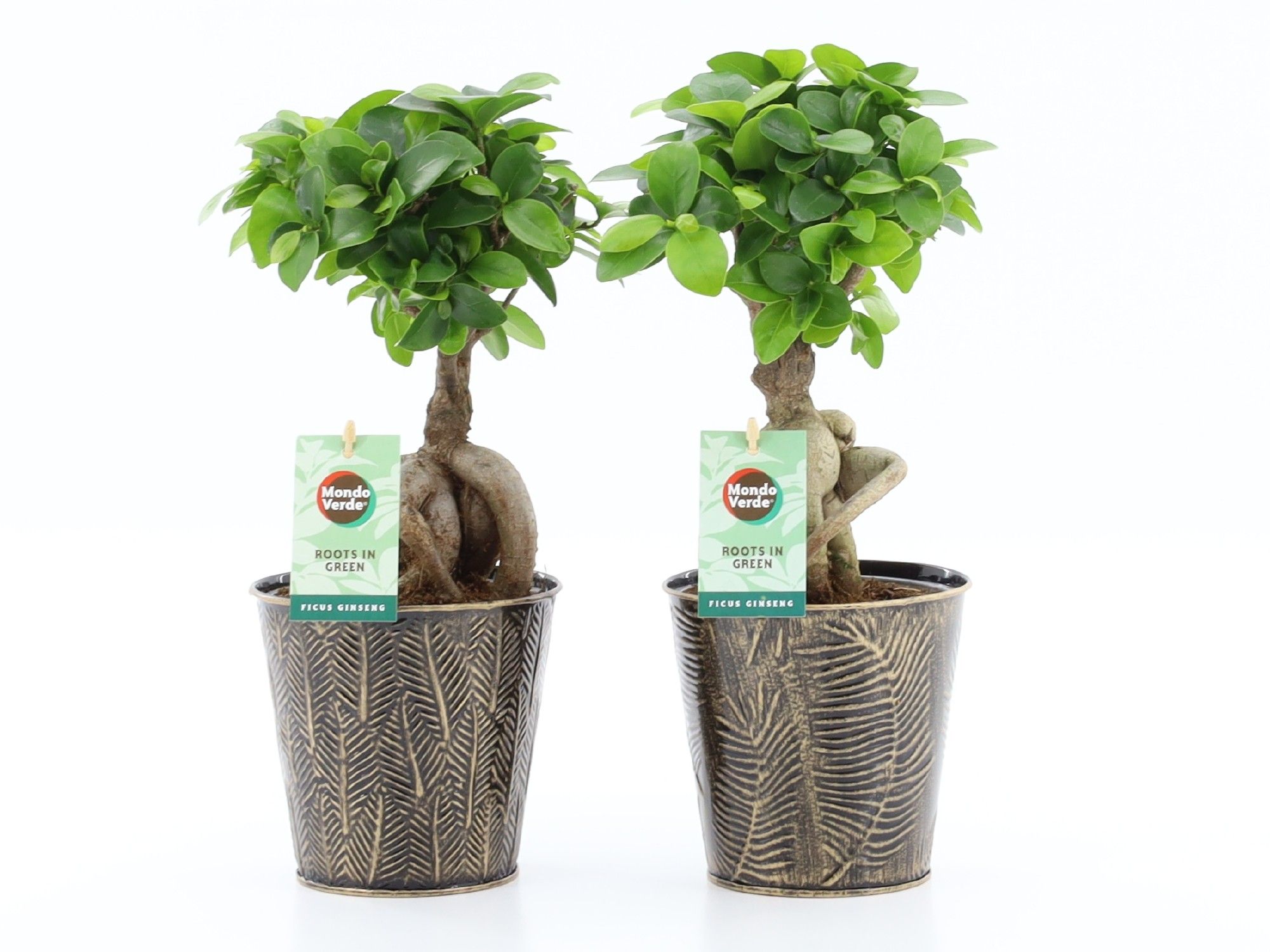 Ficus micr. Ginseng in Iron-Leaf, D 13