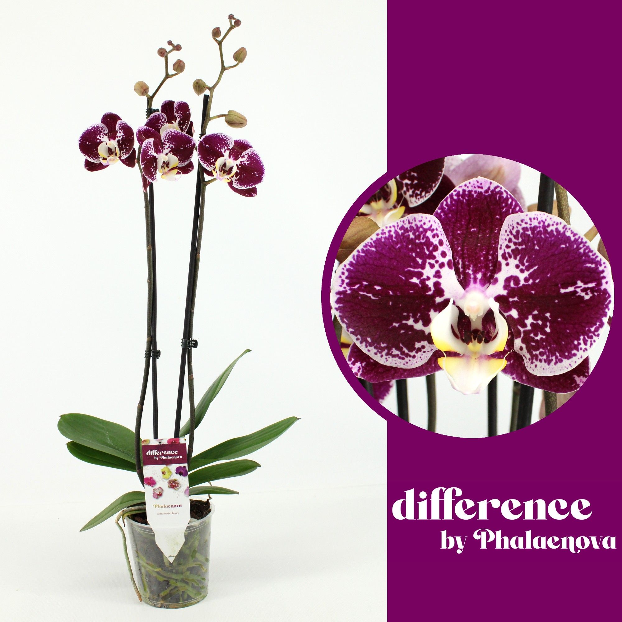 Compilation 2-tak 70cm (GROEN), D 12