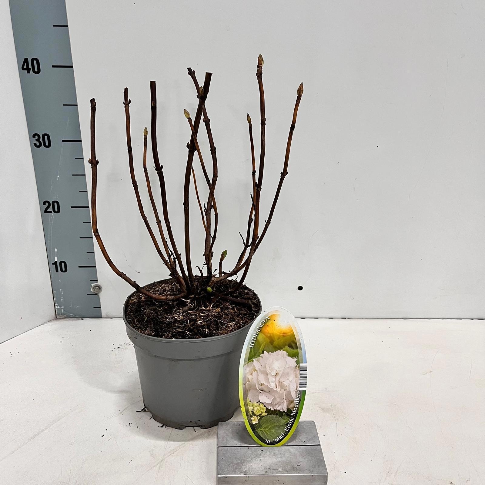 Hydrangea macr. 'Mme Emile Mouillere’, D 17