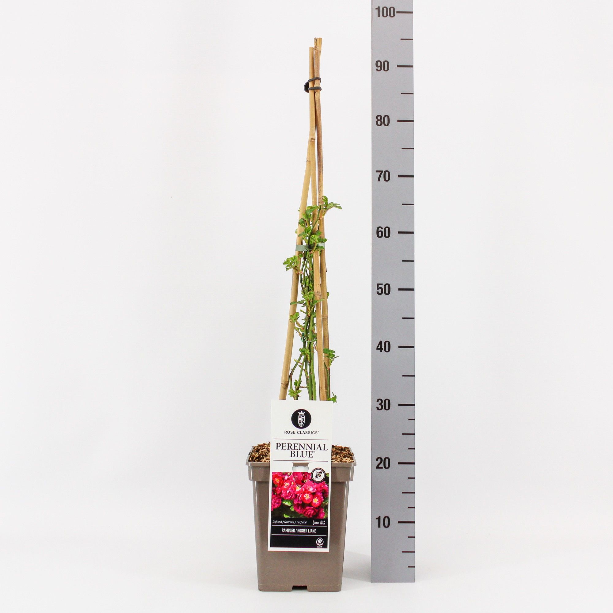 Rosa Rambler Perennial Blue ®, C5, 4 stok 90cm, D 23