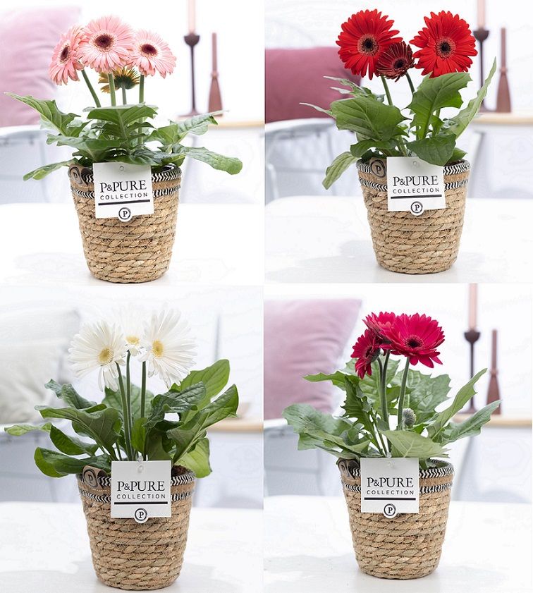 Gerbera belicht 2+ in Pure Collection Basket III, D 12