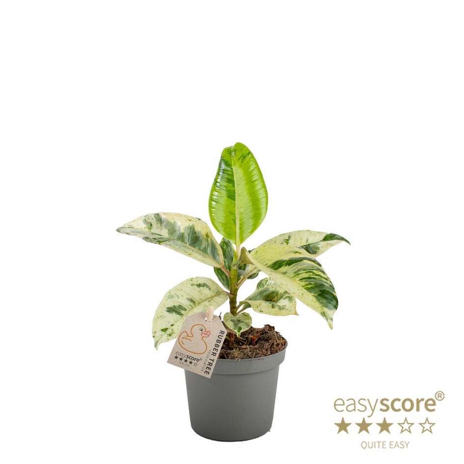FICUS ELASTICA 'Shivereana', D 9