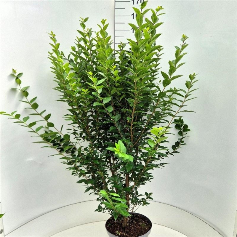 Ligustrum ovalifolium, D 29