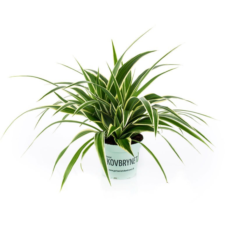 CHLOROPHYTUM COMOSUM 'IRISH', D 12