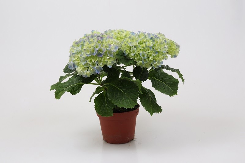 HYDRANGEA MACROPHYLLA 'LAV BLÅ', D 12