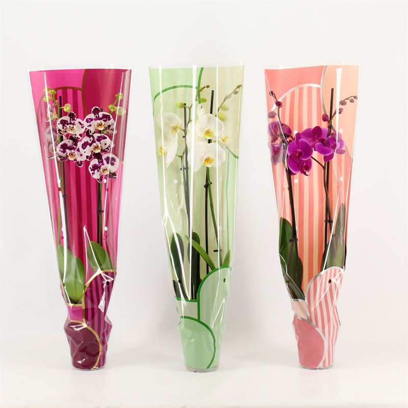 Phalaenopsis gemengd 2 tak gemengd in Leandra hoes, D 12