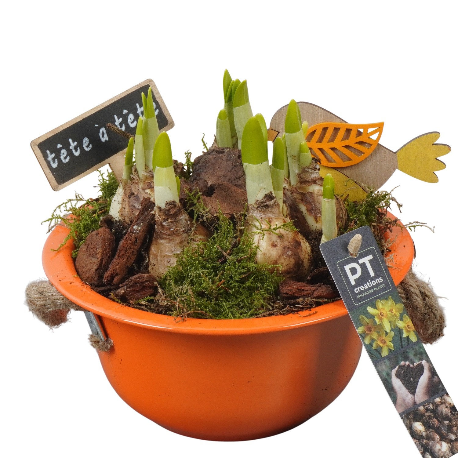 PTN8510 Arrangement Narcissus in zink schaal, D 18