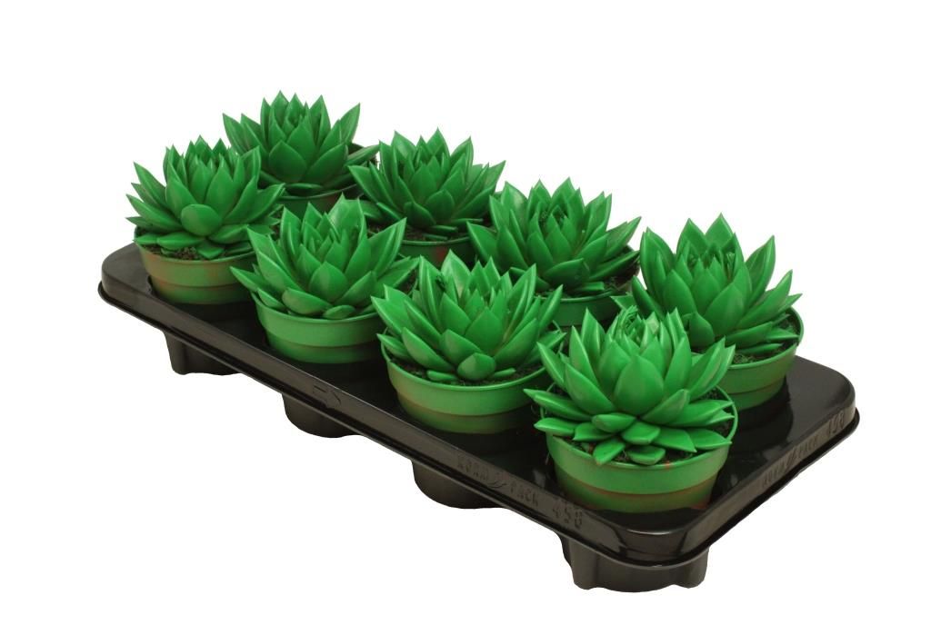 Miranda coloured green, D 12