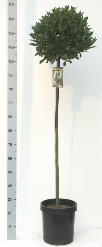Laurus nobilis Bol op stam D40- Vlaamse Laurier, D 27