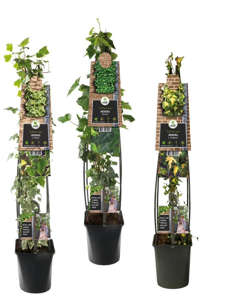 Mixtray Hedera +3.0 label, D 23