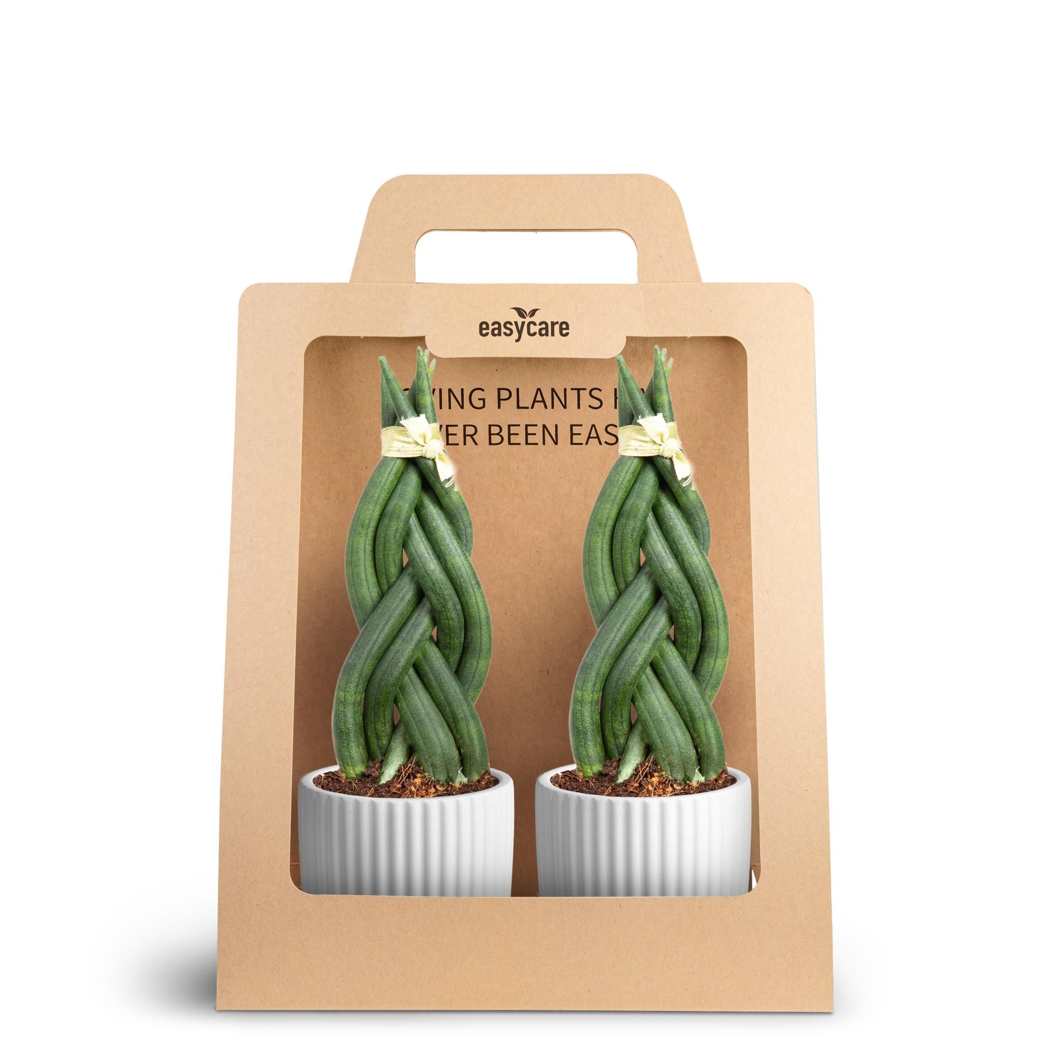 2-Pack Nordic White, Braid, D 7