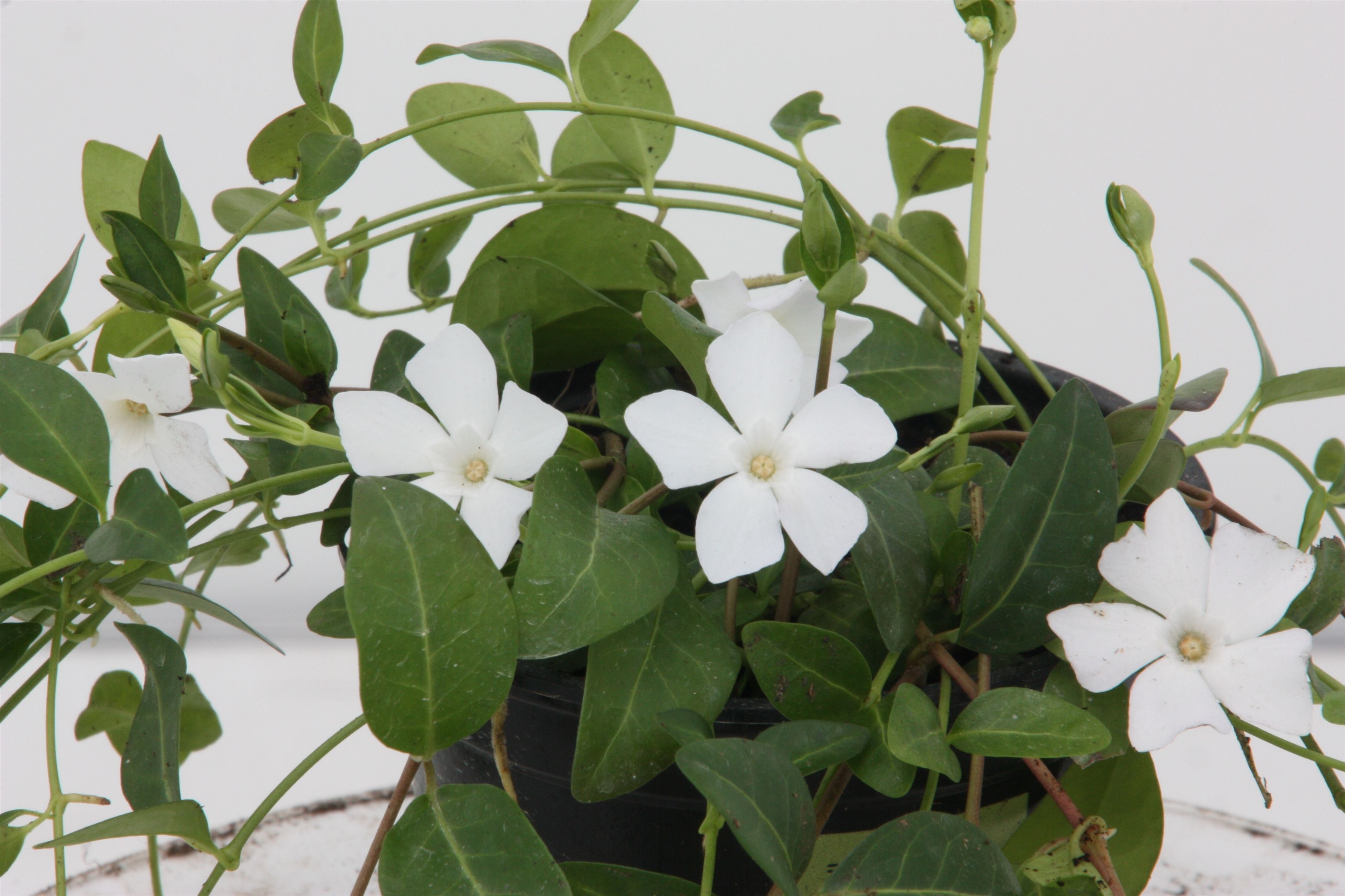Vinca minor 'Alba', D 11