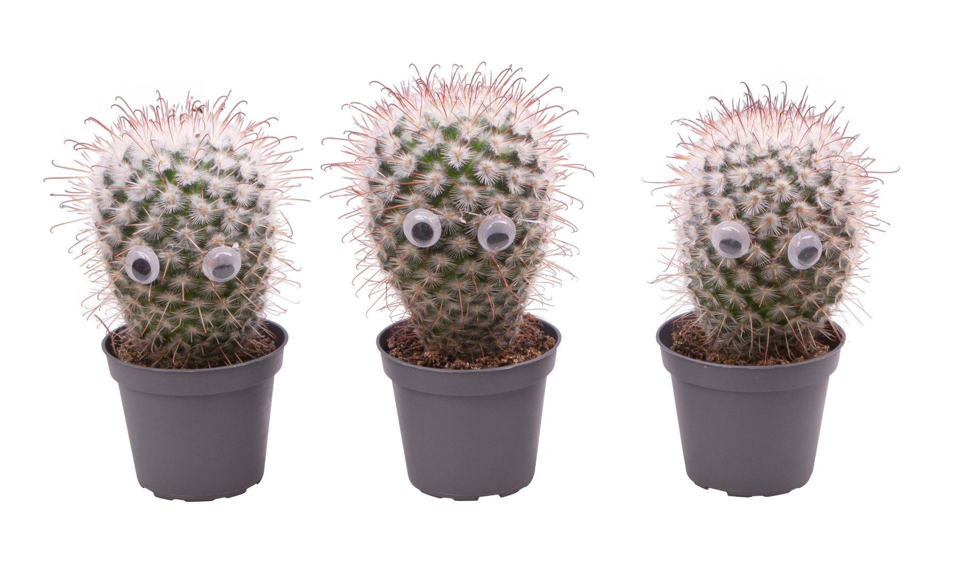 Cactus Mix with eyes, D 6