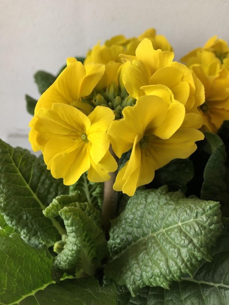 PRIMULA VERIS 'CITRON', D 11