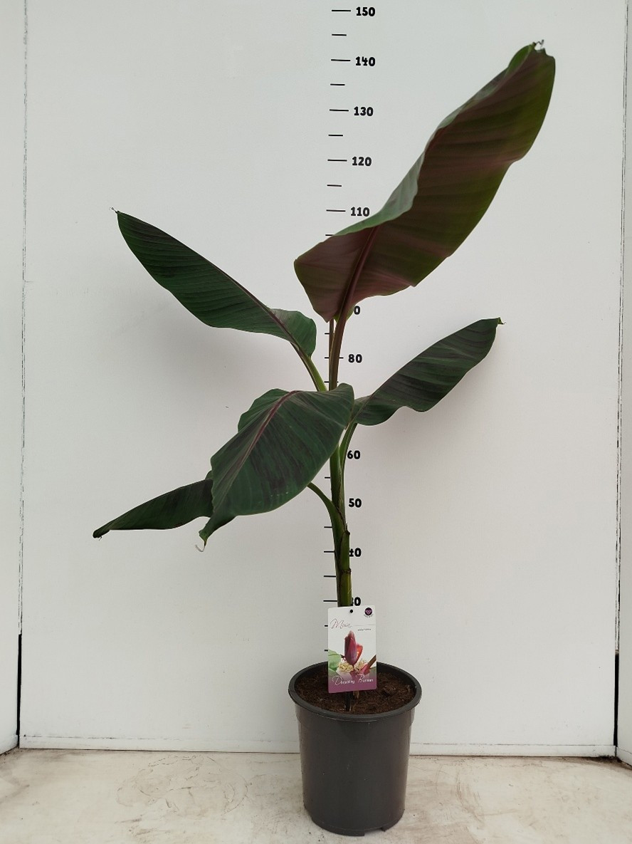 Musa sikkemensis, D 24