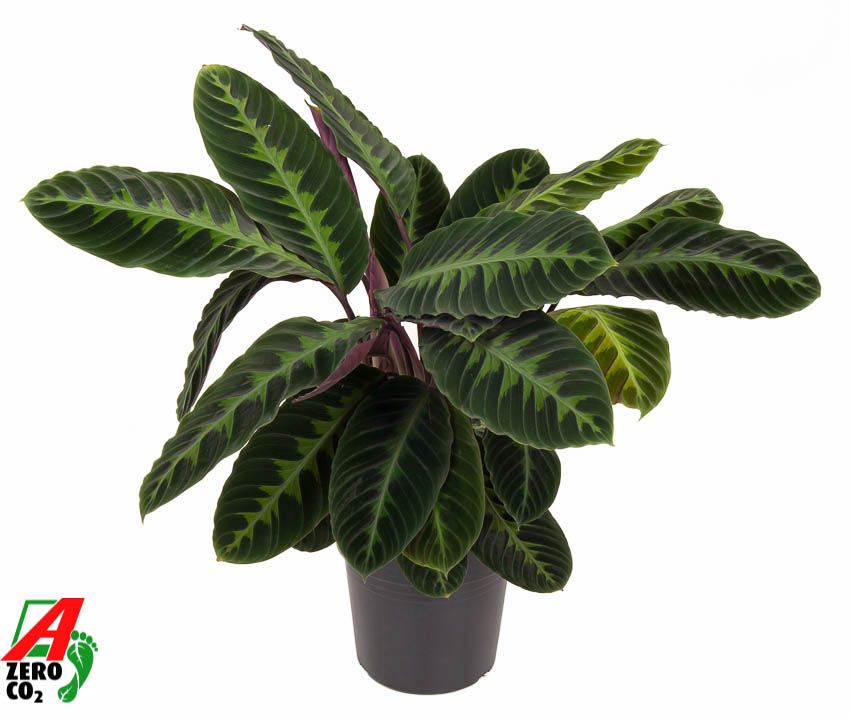 Calathea Warscewiczii, D 24