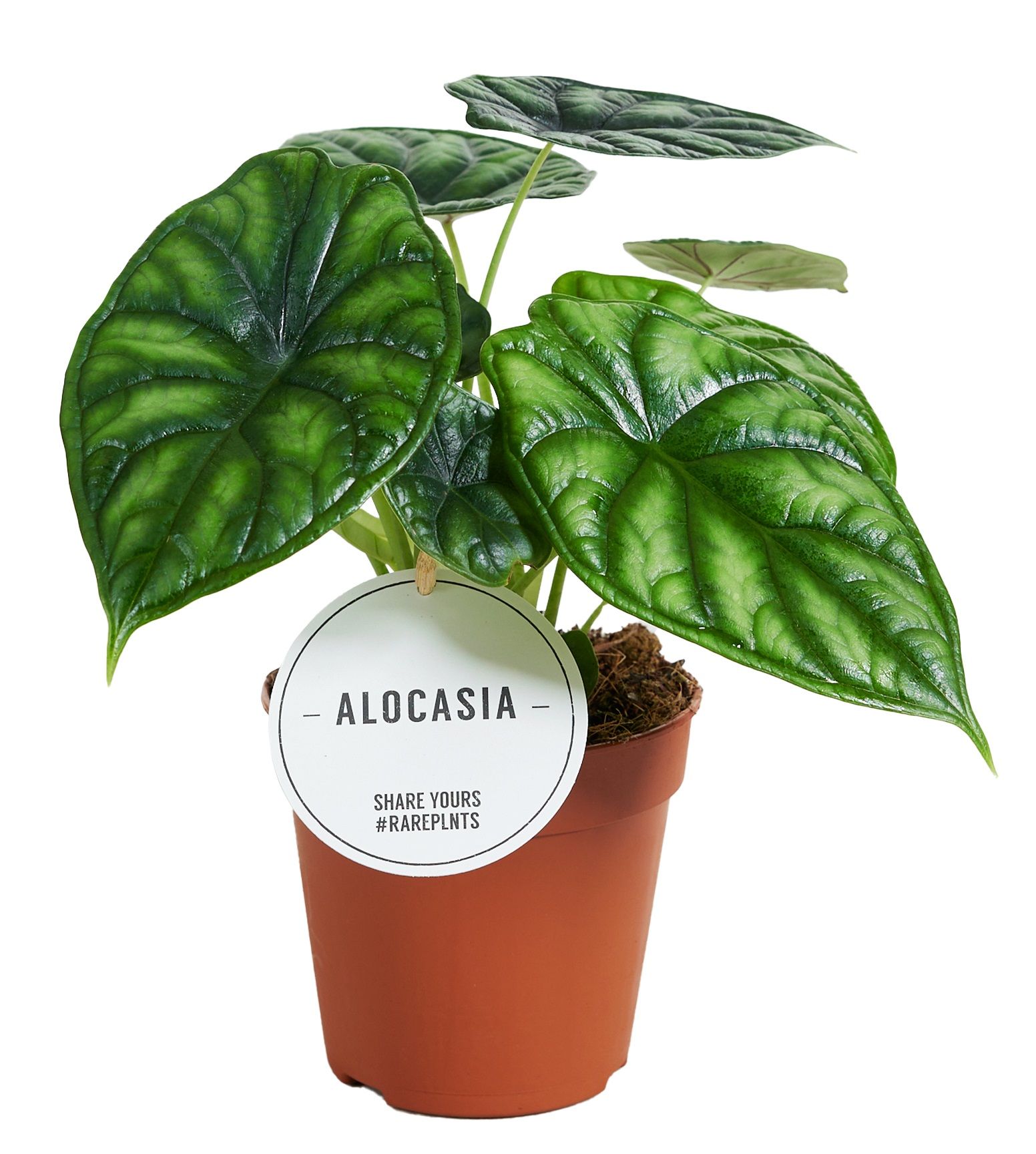 Alocasia Dragon Scale, D 12