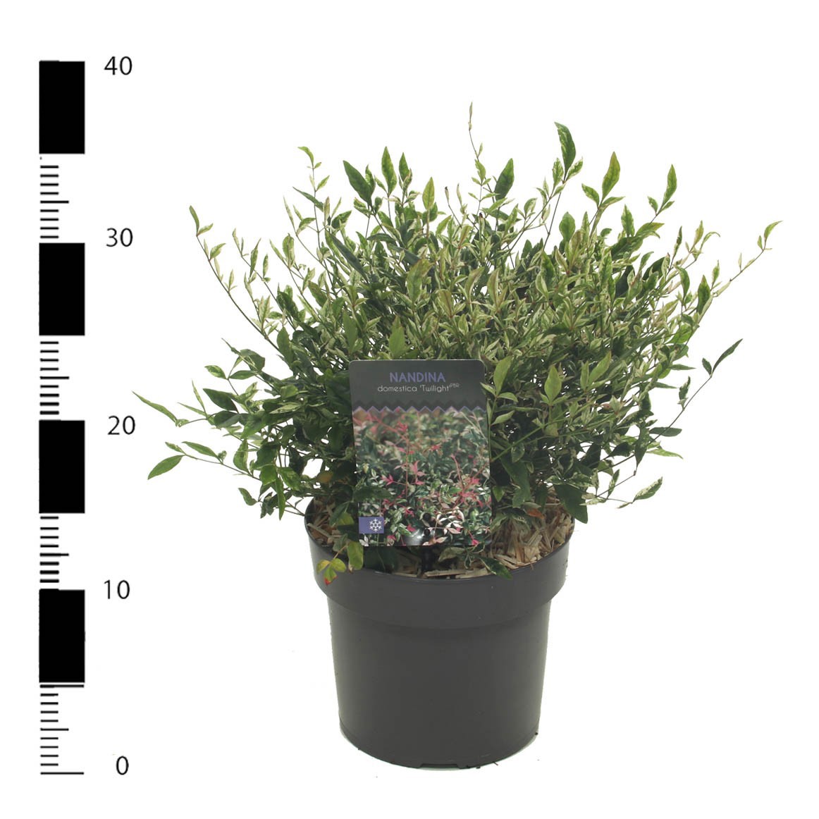 Nandina domestica 'Twilight', D 17