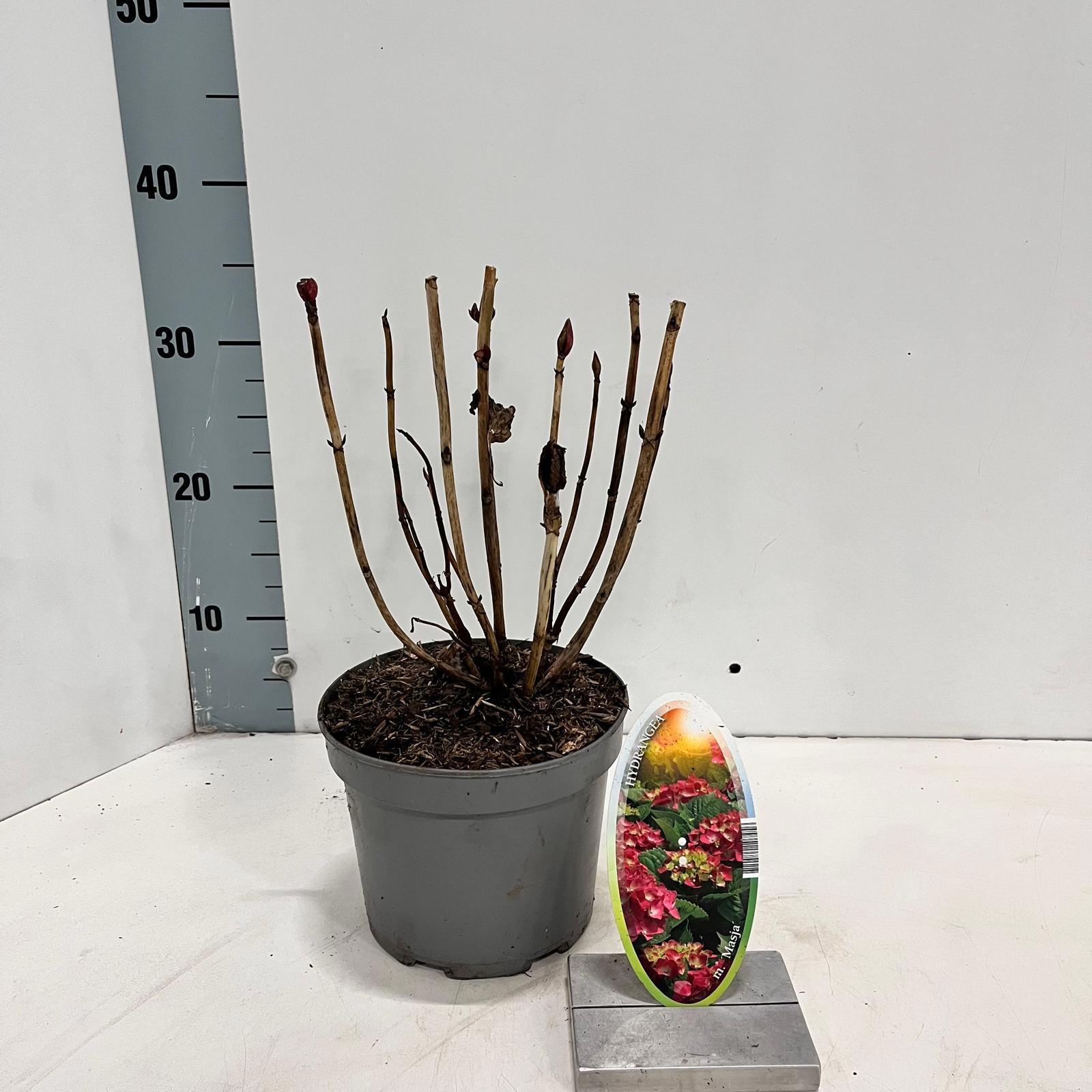 Hydrangea macr. 'Sibilla' ('Masja’), D 17