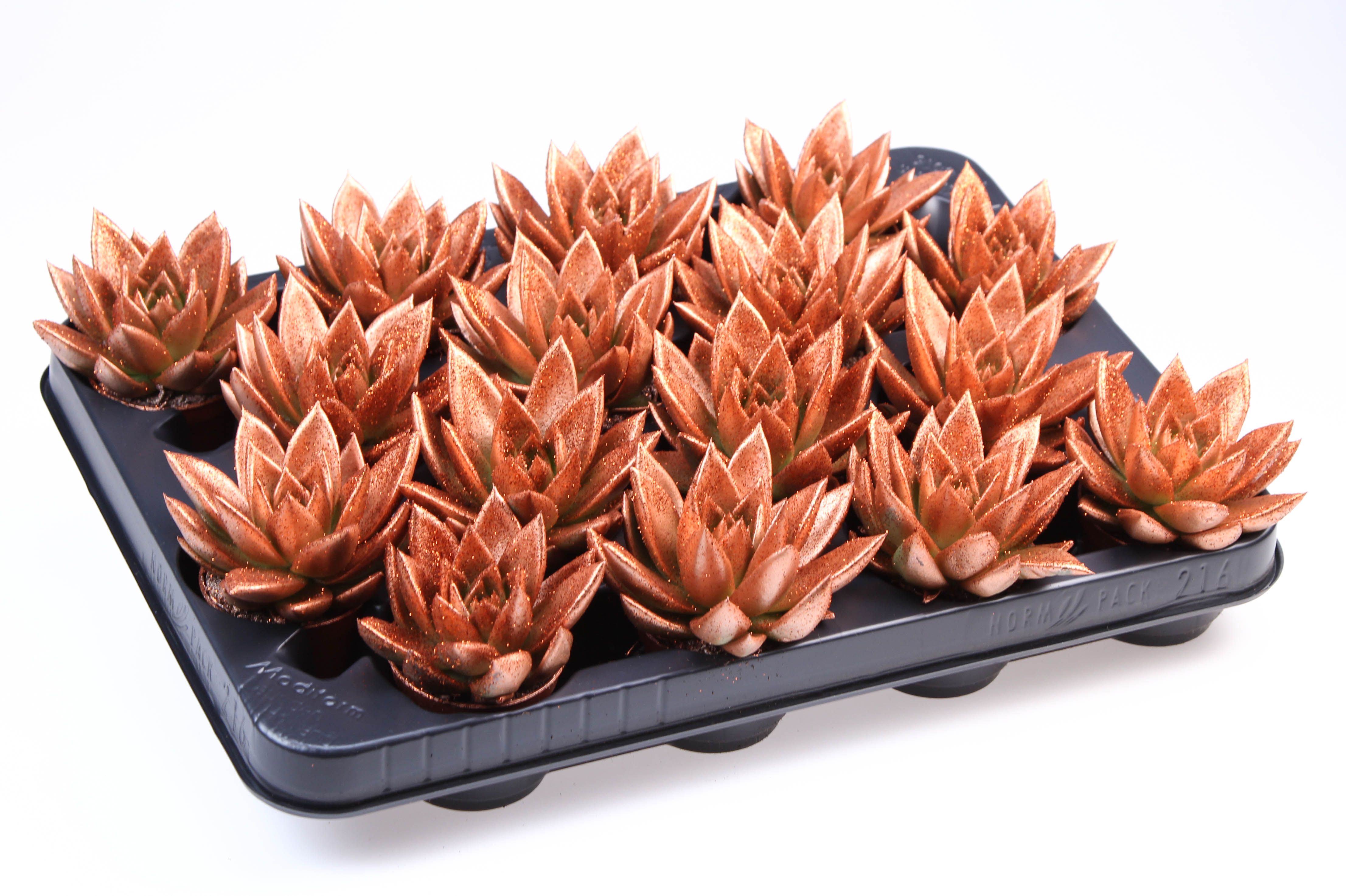 Miranda brons + bio glitter, D 6