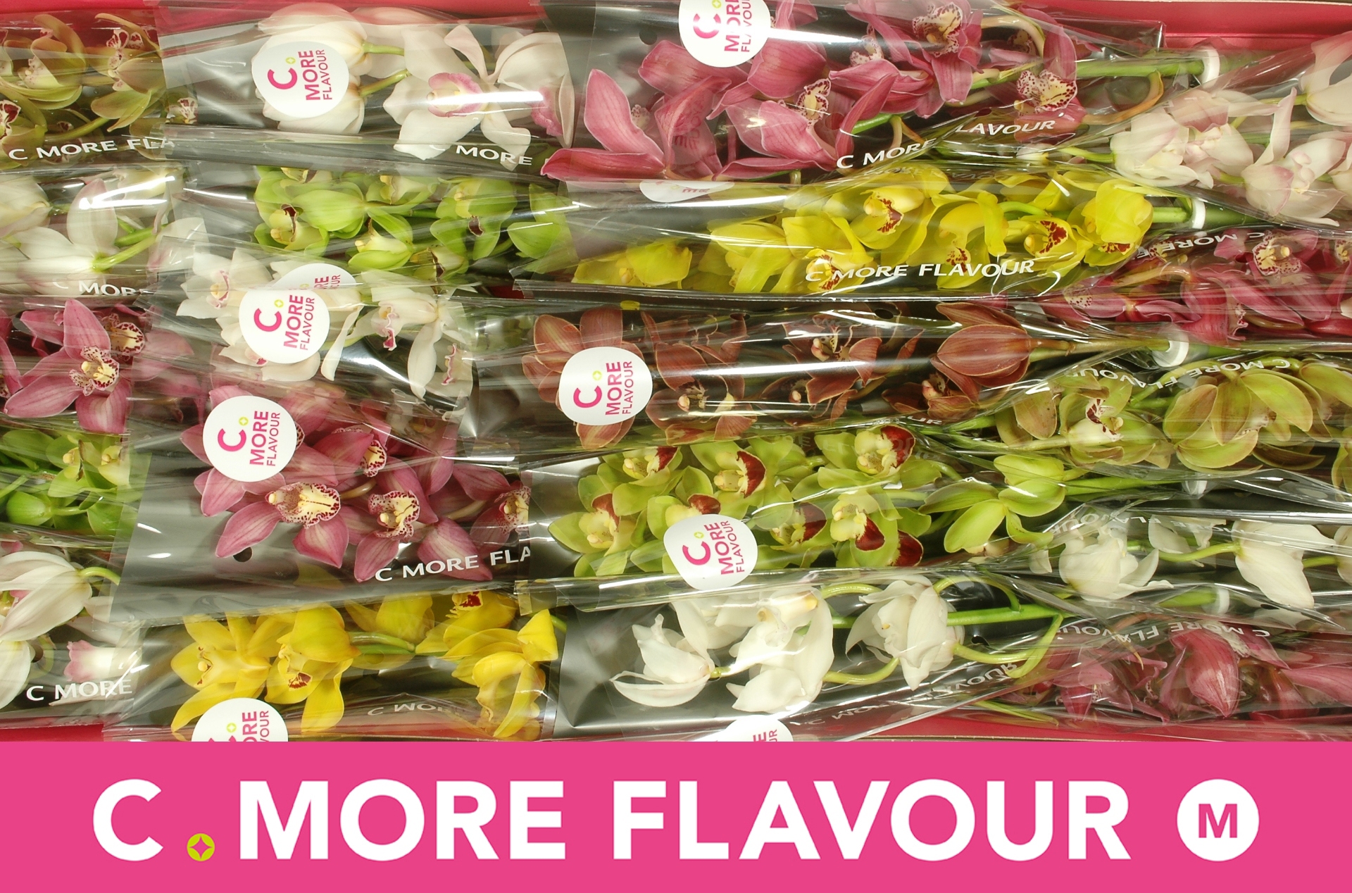 Цимбидиум мини Микс x20 40, шт.