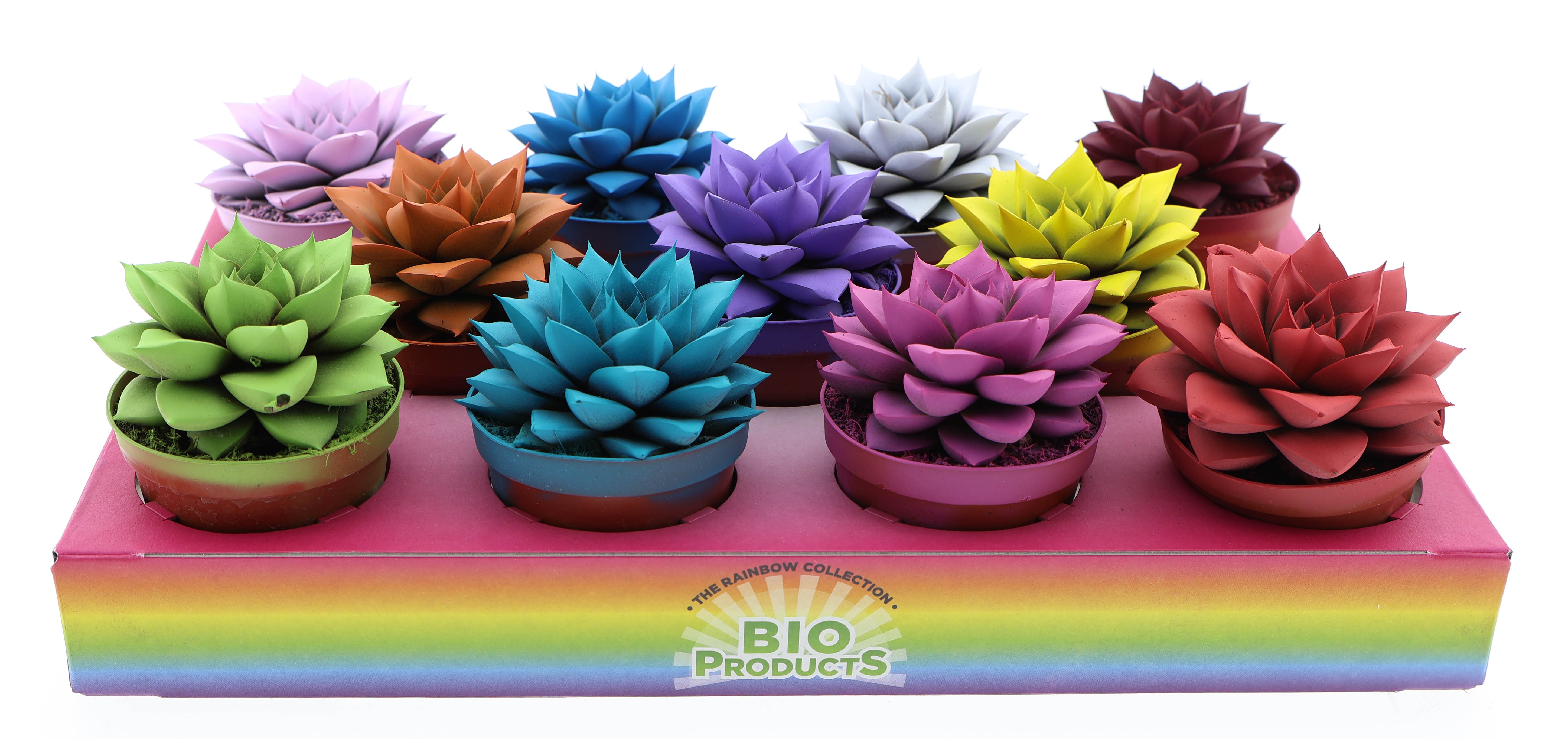 Rainbow purper mix, D 8,5