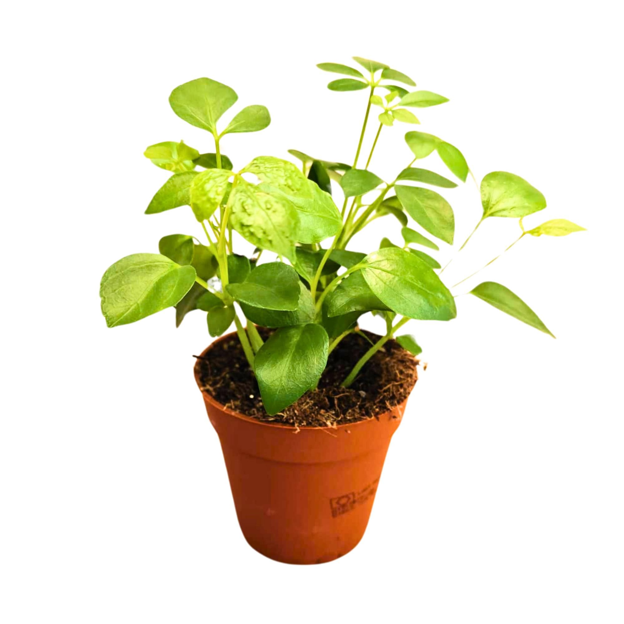 Schefflera Arboricola P9, D 9