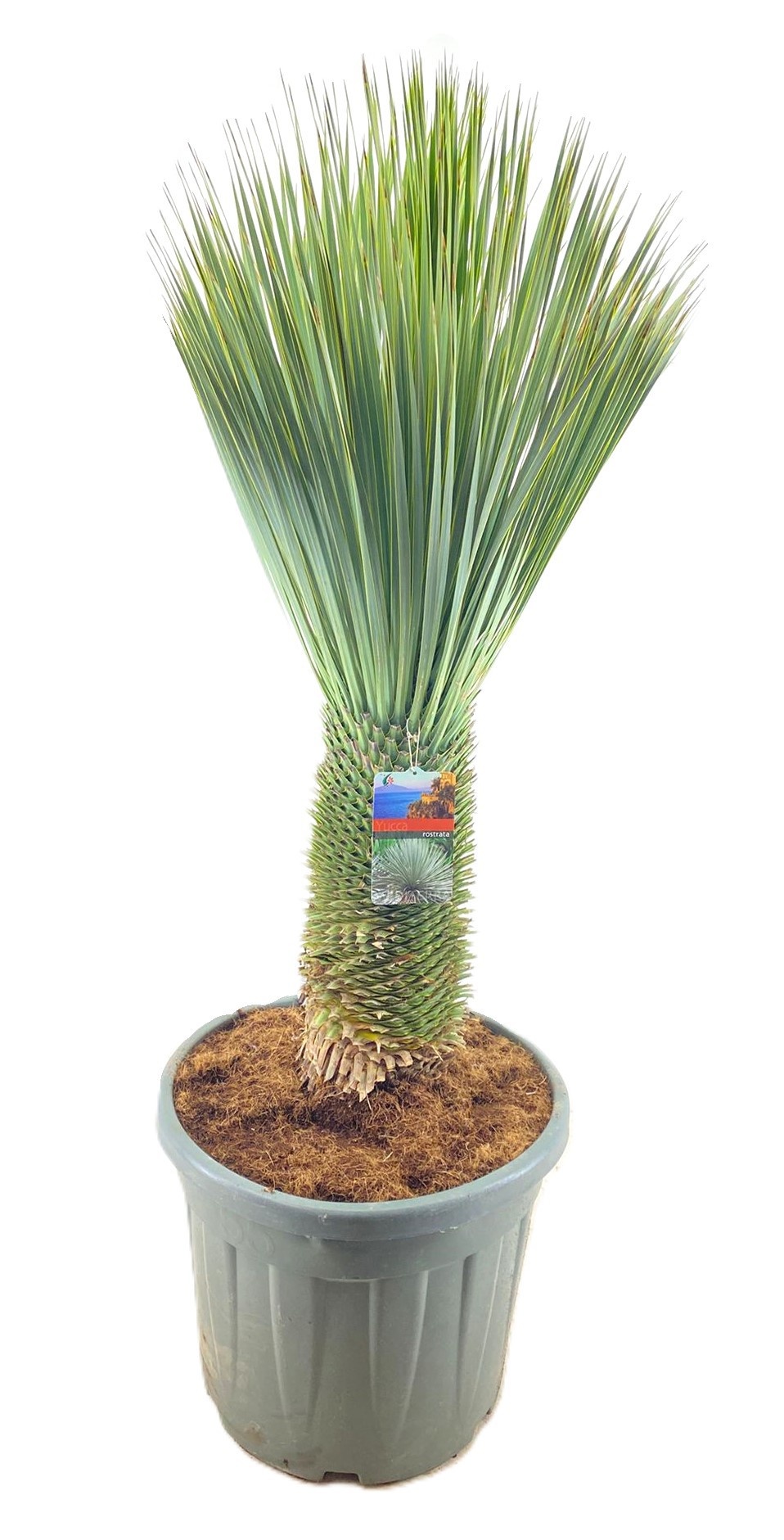 Yucca rostrata, D 55