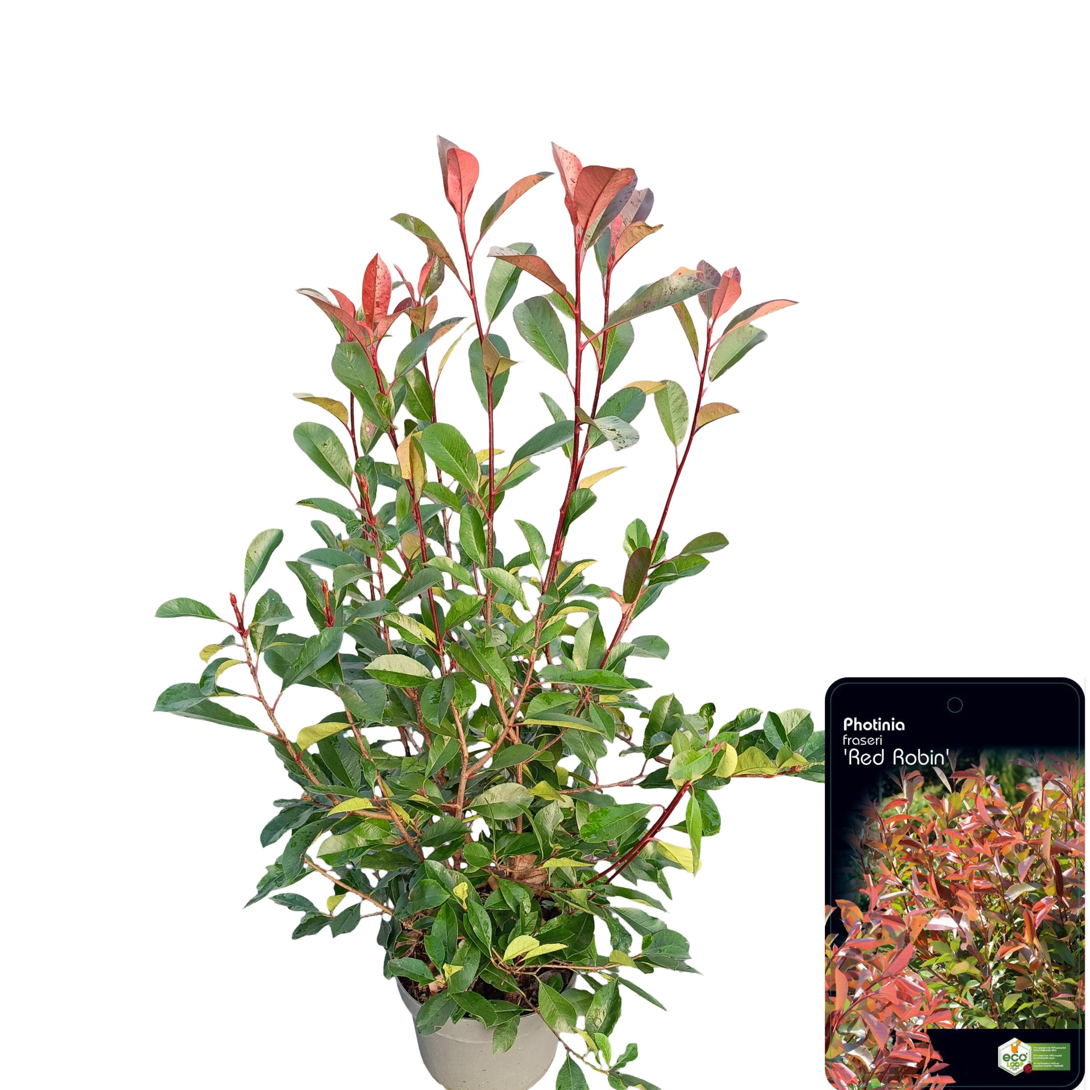 Photinia fraseri 'Red Robin' C10, D 28