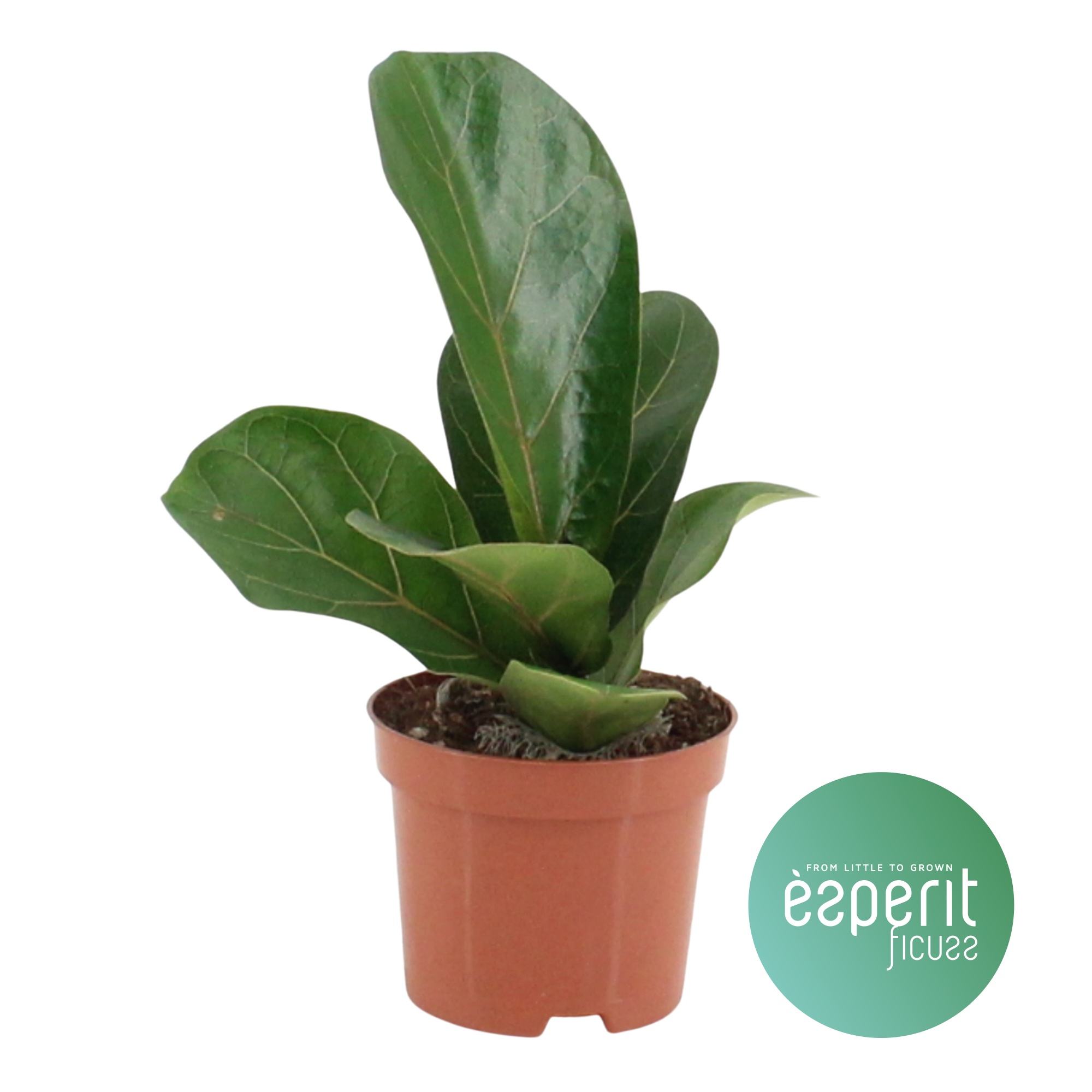 Ficus lyrata Bambino, D 9