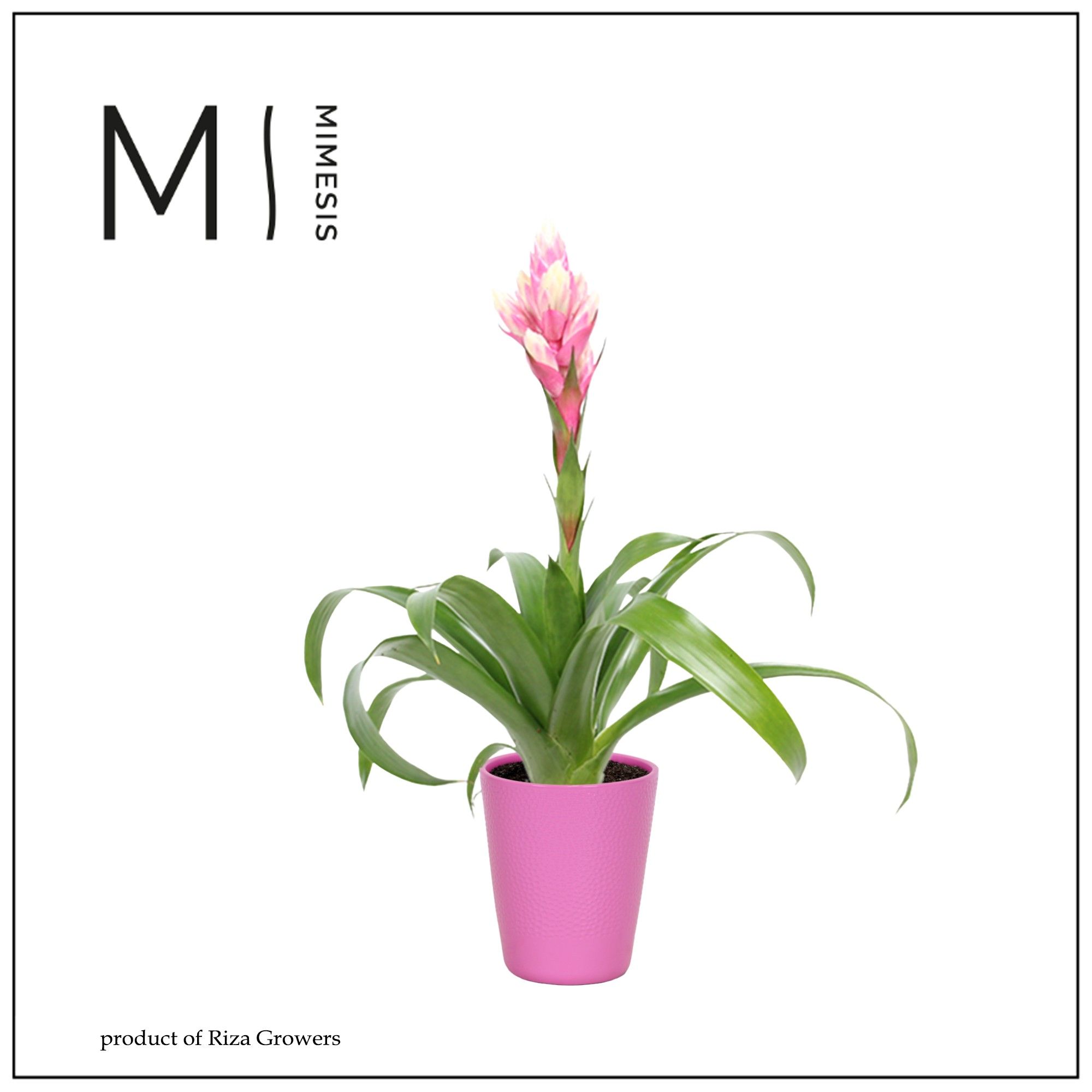 Guzmania Rockyflower Candy - 13cm in Florence | Mimesis, D 12