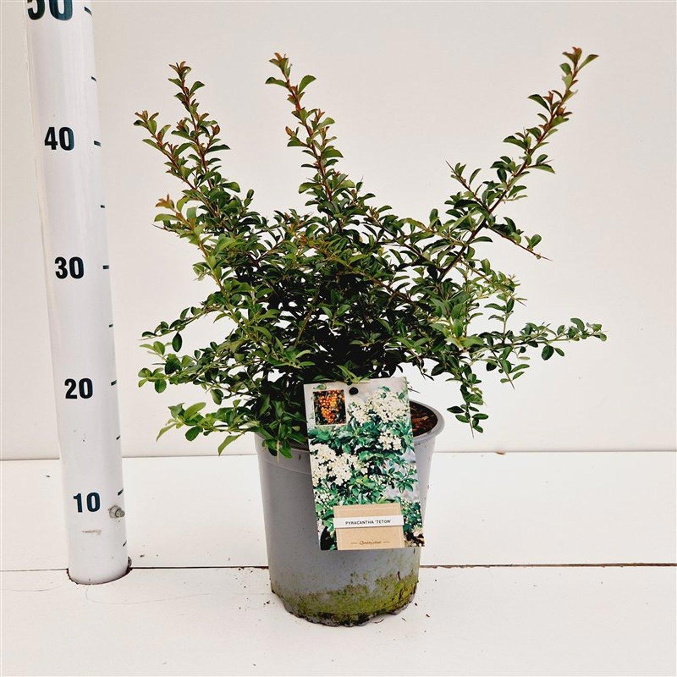Pyracantha 'Teton' - gestokt, D 17