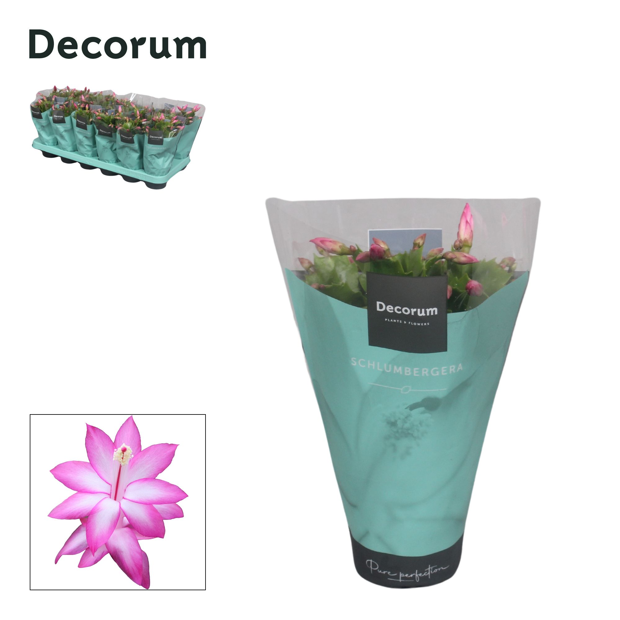 Schlumbergera - 9 cm - Purple (Jolly Dancer) met hoes - Decorum, D 9