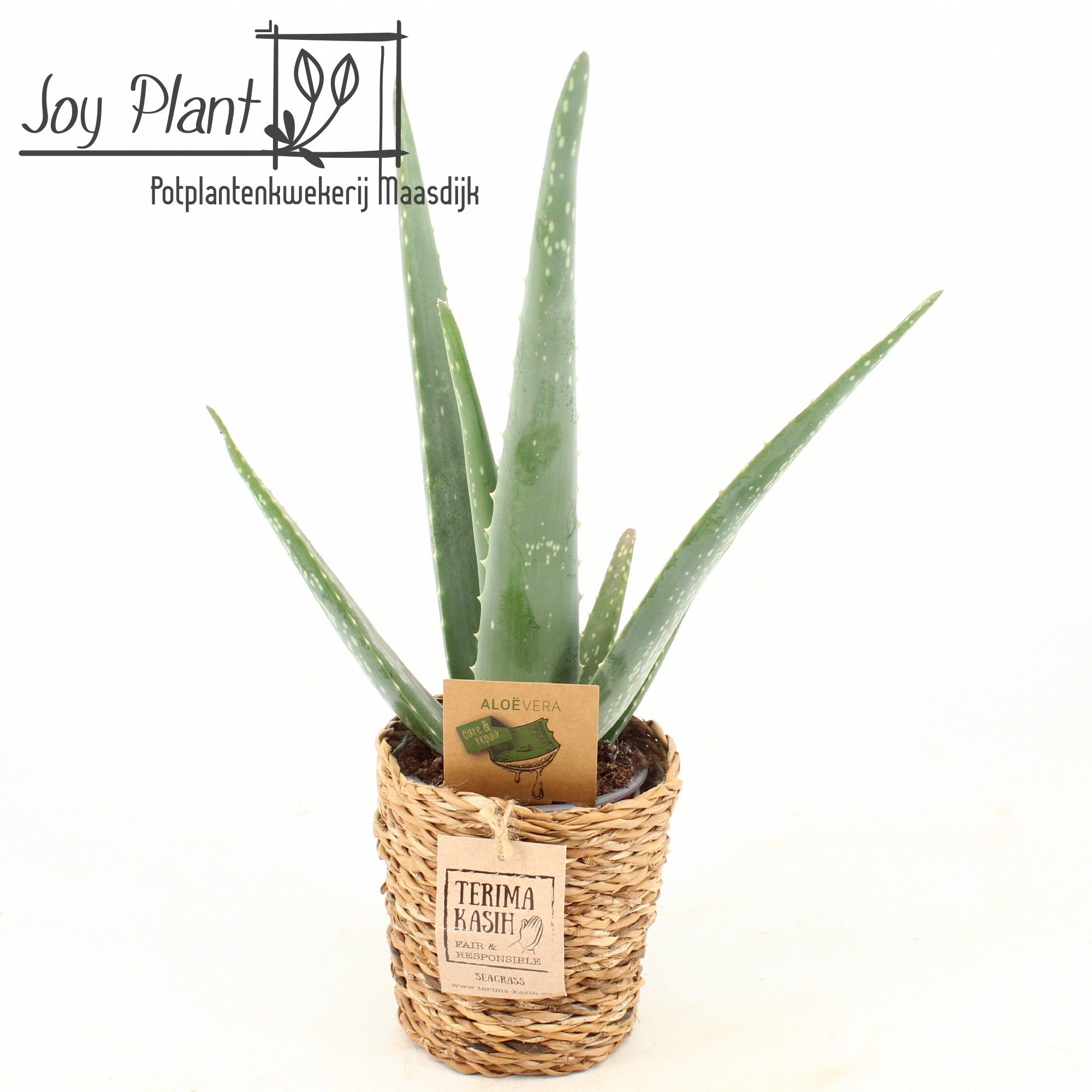 Aloe Vera P10,5 in Seagrass mand, D 12,5