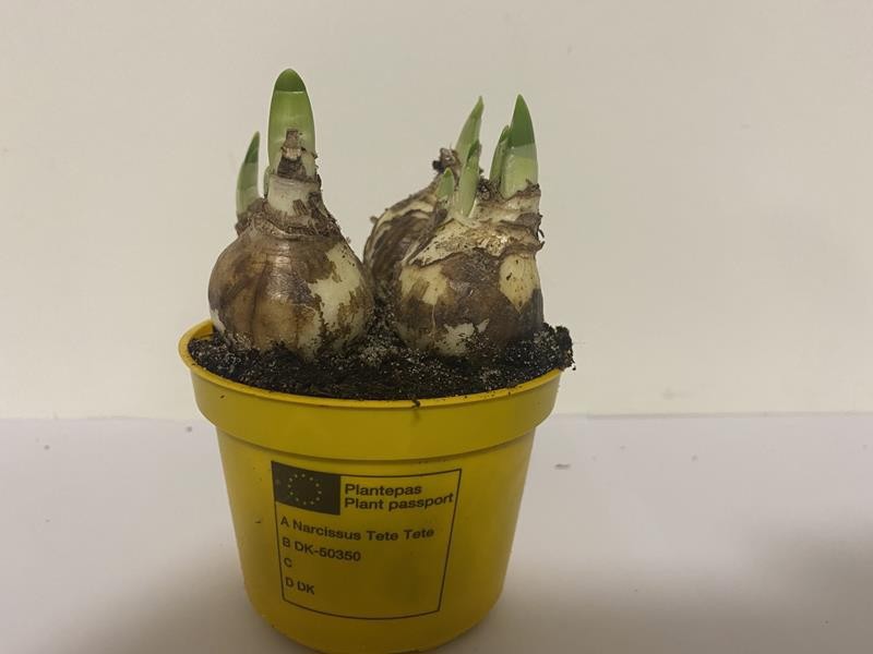 NARCISSUS CYCLAMINEUS 'TETE-A-TETE', D 9