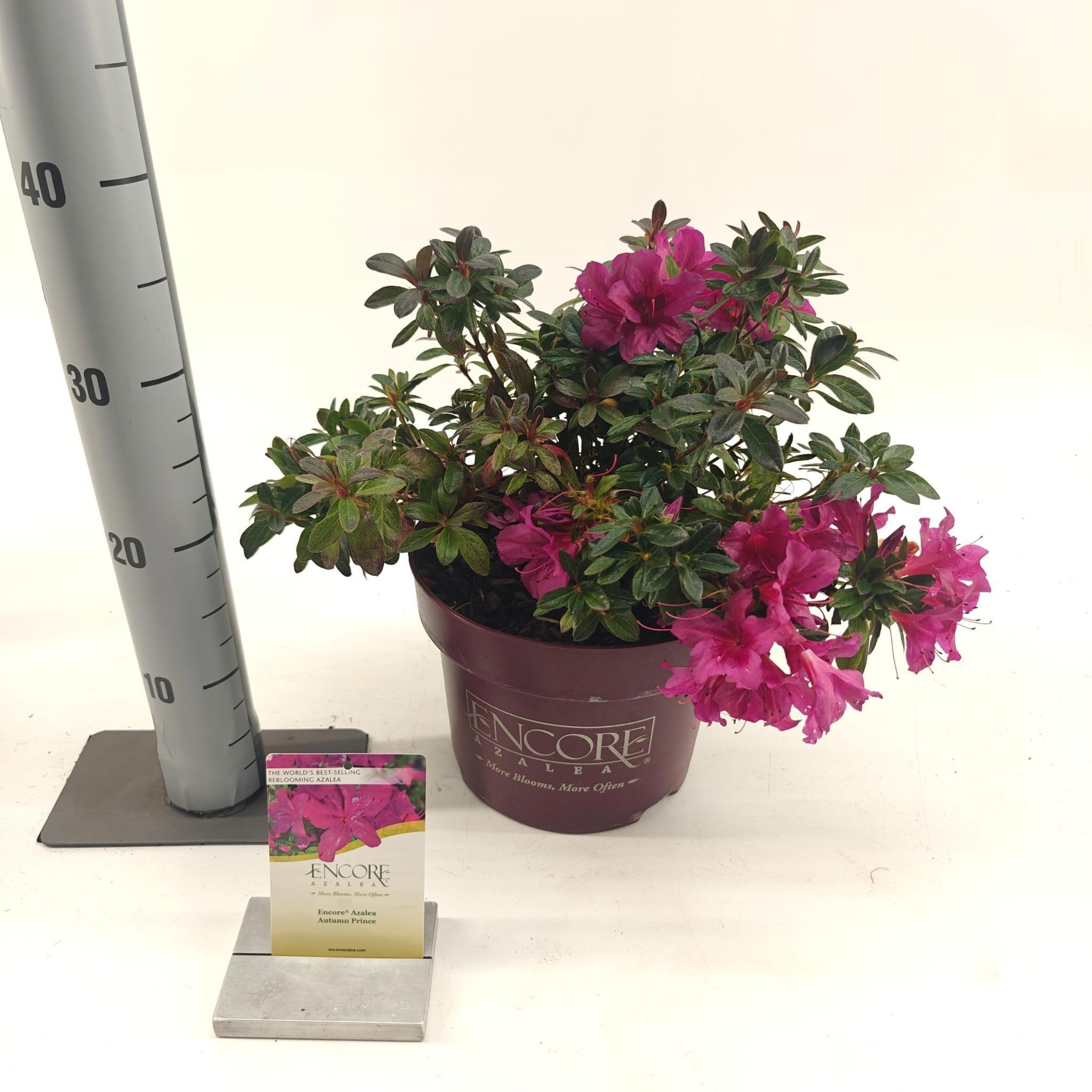 Rhododendron ENCORE® Autumn Prince ('Roblezg'PBR) nieuw, D 23