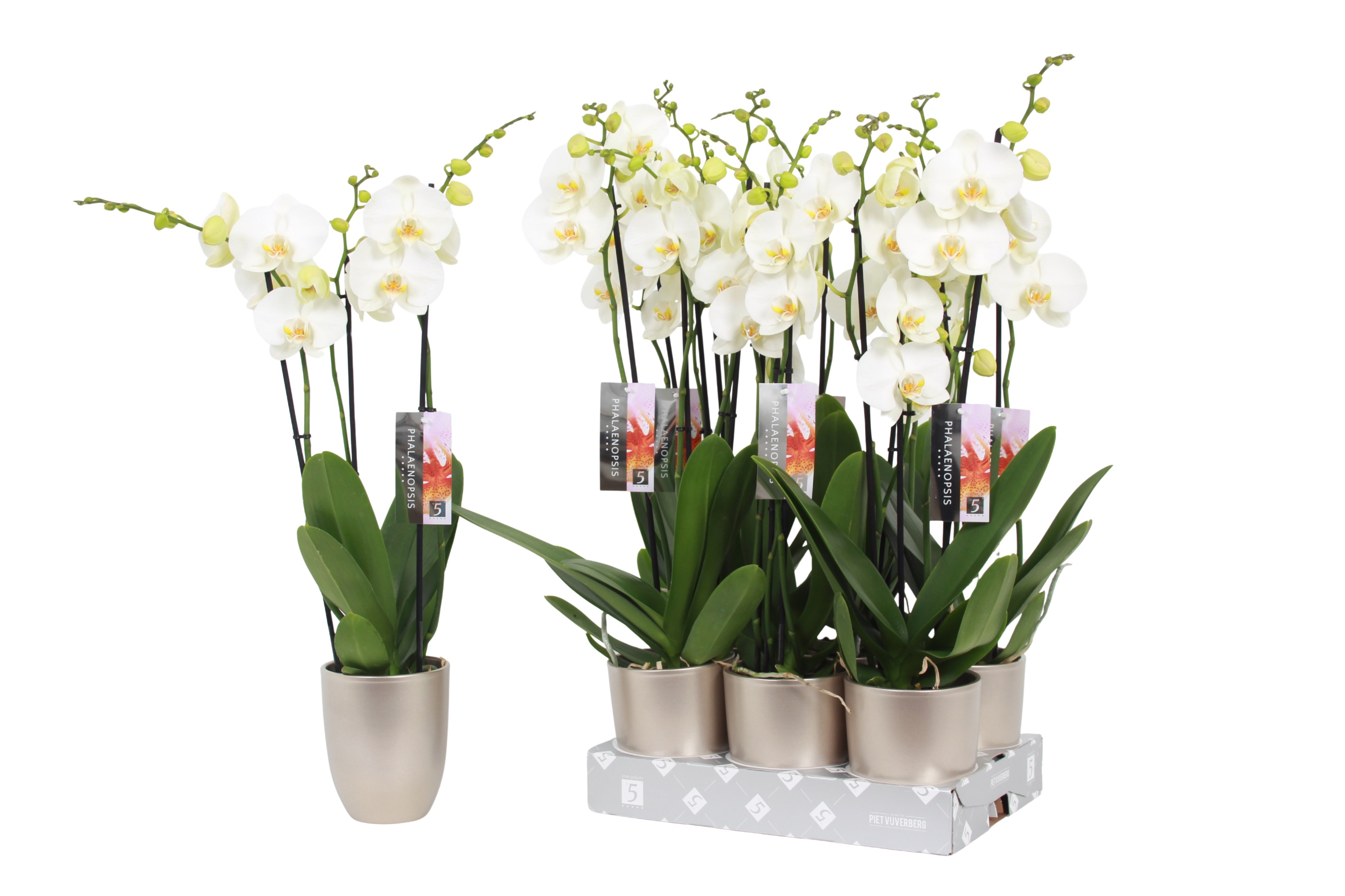 Phalaenopsis White, 3-spike Champagne Ceramics, D 12