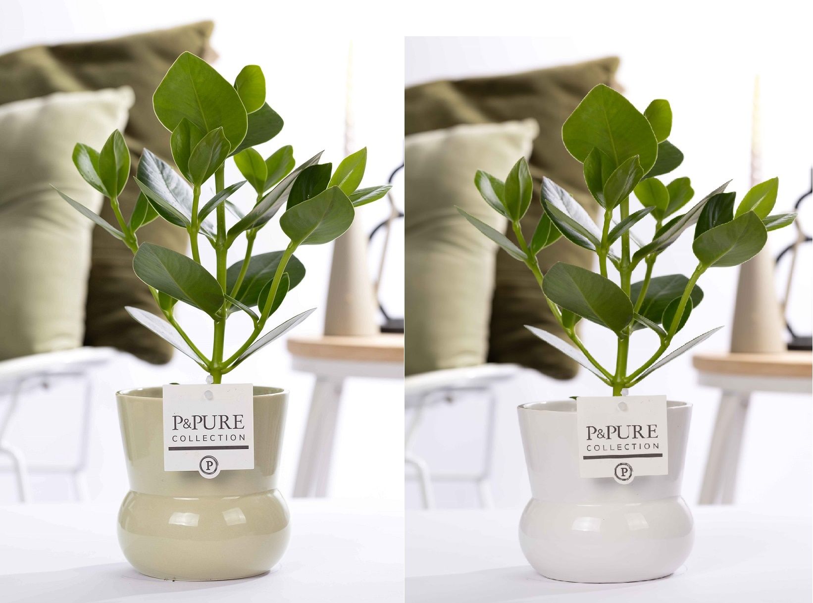 Clusia Rosea Princess in P&PURE Plant Vase Maxima ass. 2, D 12