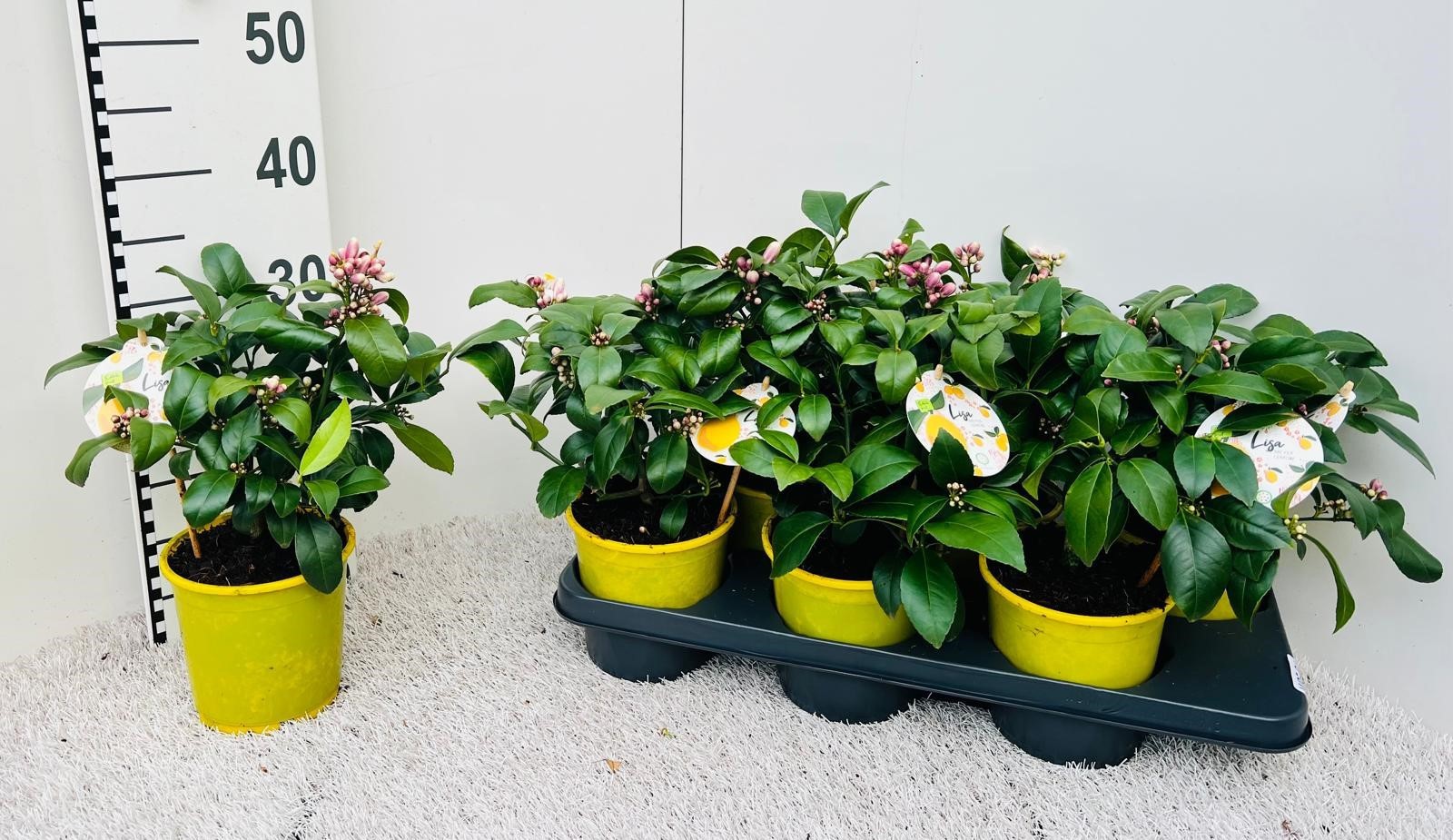 Citrus meyeri Lemon bush Buds & Fragrant Flowers, D 14