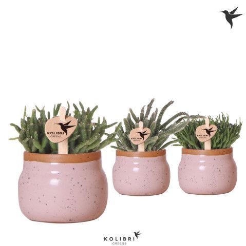 Kolibri Greens Rhipsalis mix in Vintage Bowl pot pink, D 6