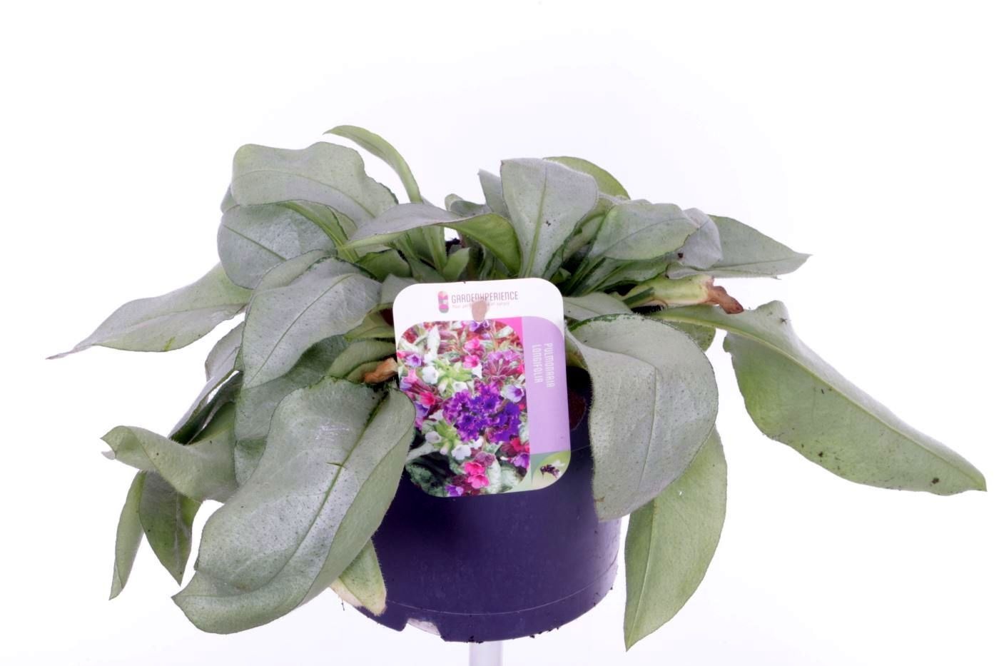 Pulmonaria longifolia Diana Clare, D 17