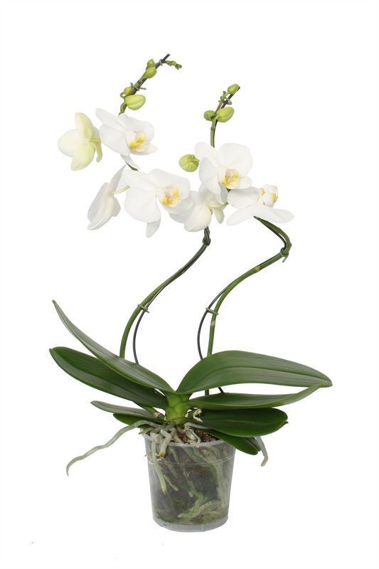 Phal hurricane white 2T14+, D 12