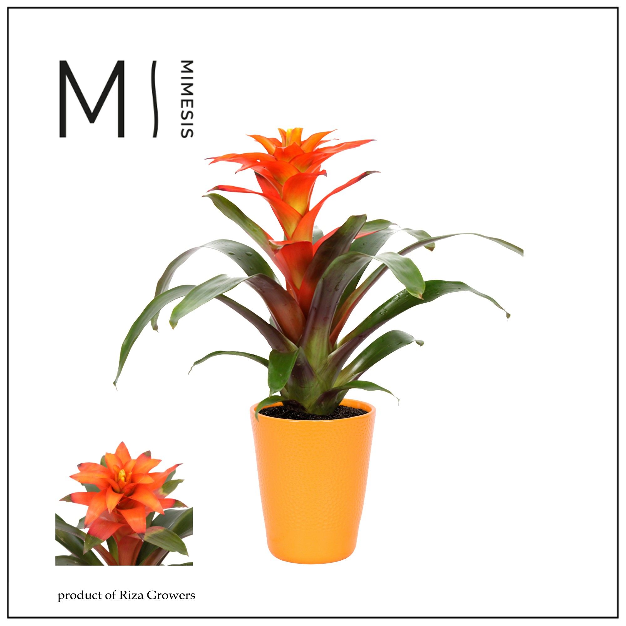 Guzmania Fiero Orange - 13cm in Florence | Mimesis, D 12