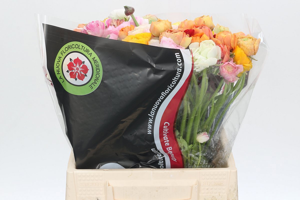 Ранункулус Овериг 40, шт.