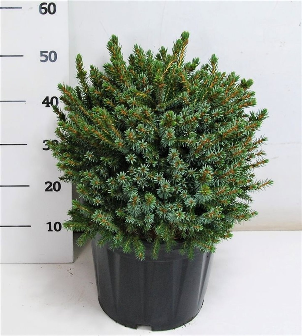 Picea omorika 'Nana', D 32
